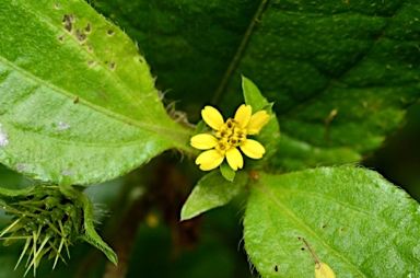 APII jpeg image of Synedrella nodiflora  © contact APII