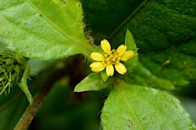 APII jpeg image of Synedrella nodiflora  © contact APII