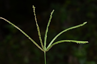 APII jpeg image of Eleusine indica  © contact APII