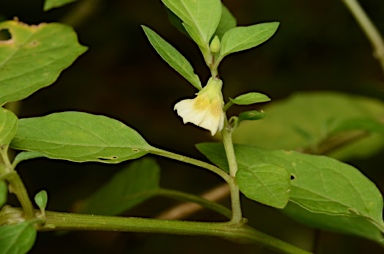 APII jpeg image of Physalis angulata  © contact APII