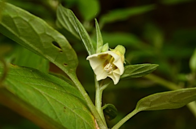 APII jpeg image of Physalis angulata  © contact APII