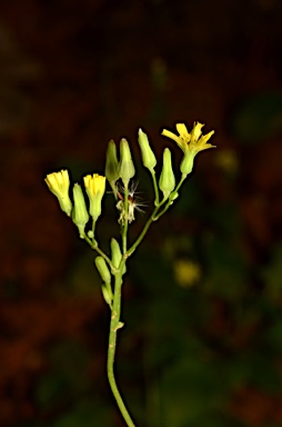 APII jpeg image of Youngia japonica  © contact APII