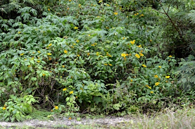 APII jpeg image of Tithonia diversifolia  © contact APII