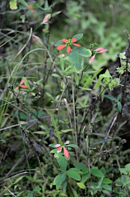 APII jpeg image of Euphorbia cyathophora  © contact APII