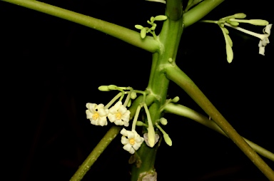 APII jpeg image of Carica papaya  © contact APII