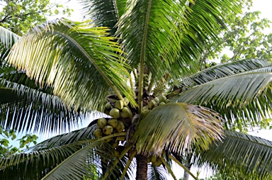 APII jpeg image of Cocos nucifera  © contact APII