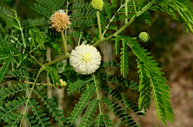 APII jpeg image of Leucaena leucocephala  © contact APII