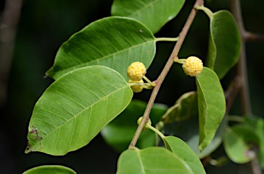 APII jpeg image of Maclura cochinchinensis  © contact APII