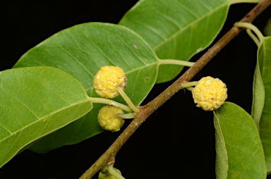 APII jpeg image of Maclura cochinchinensis  © contact APII