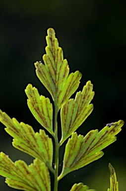 APII jpeg image of Asplenium listeri  © contact APII