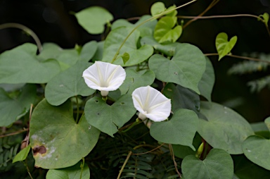 APII jpeg image of Ipomoea obscura  © contact APII