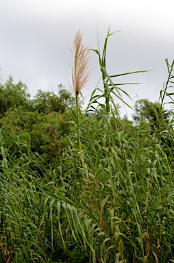 APII jpeg image of Arundo donax  © contact APII