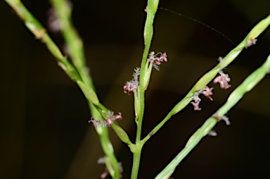 APII jpeg image of Digitaria setigera  © contact APII