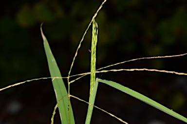 APII jpeg image of Digitaria setigera  © contact APII