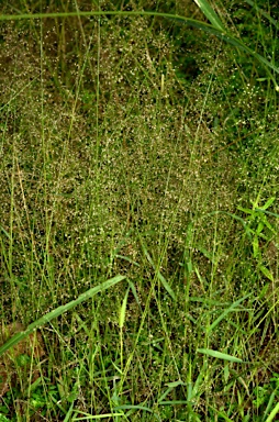 APII jpeg image of Eragrostis amabilis  © contact APII