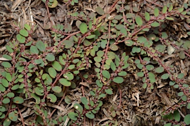 APII jpeg image of Euphorbia prostrata  © contact APII