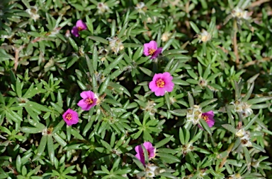 APII jpeg image of Portulaca pilosa  © contact APII