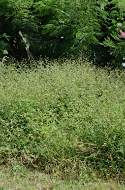 APII jpeg image of Boerhavia glabrata  © contact APII