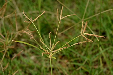 APII jpeg image of Cyperus rotundus  © contact APII