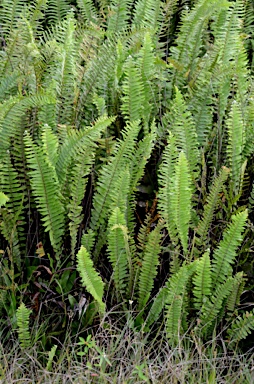 APII jpeg image of Nephrolepis multiflora  © contact APII