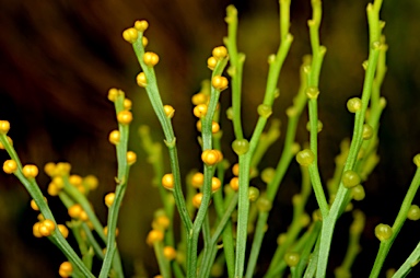 APII jpeg image of Psilotum nudum  © contact APII