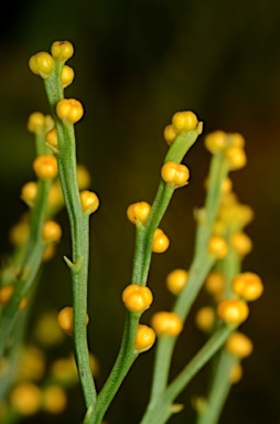 APII jpeg image of Psilotum nudum  © contact APII