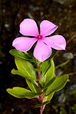 APII jpeg image of Catharanthus roseus  © contact APII