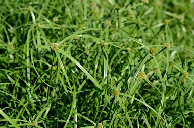 APII jpeg image of Cyperus aromaticus  © contact APII