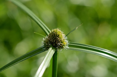 APII jpeg image of Cyperus aromaticus  © contact APII