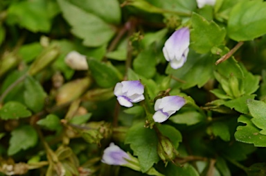 APII jpeg image of Torenia crustacea  © contact APII