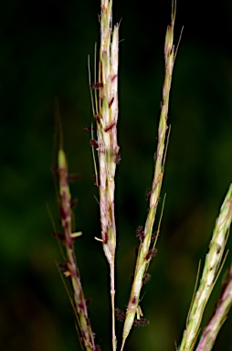 APII jpeg image of Bothriochloa bladhii  © contact APII