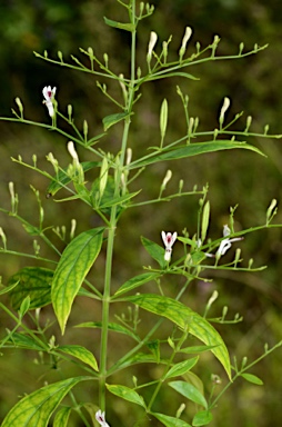 APII jpeg image of Andrographis paniculata  © contact APII