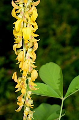 APII jpeg image of Crotalaria pallida var. obovata  © contact APII