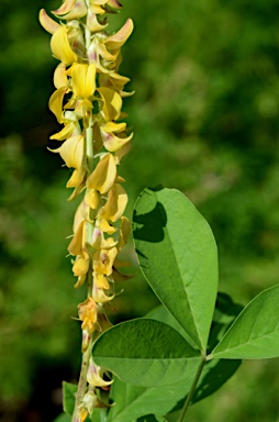 APII jpeg image of Crotalaria pallida var. obovata  © contact APII