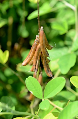 APII jpeg image of Crotalaria pallida var. obovata  © contact APII