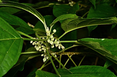 APII jpeg image of Claoxylon indicum  © contact APII