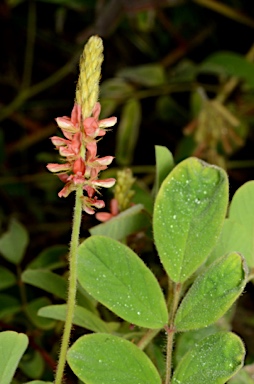 APII jpeg image of Indigofera hirsuta  © contact APII