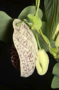 APII jpeg image of Aristolochia elegans  © contact APII