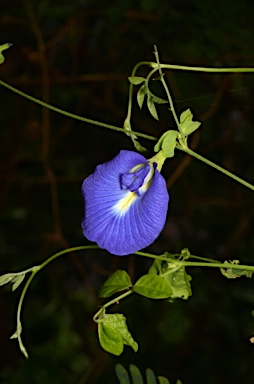 APII jpeg image of Clitoria ternatea  © contact APII