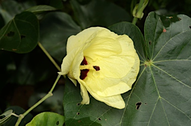 APII jpeg image of Hibiscus tiliaceus  © contact APII