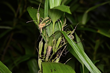 APII jpeg image of Corymborkis veratrifolia  © contact APII