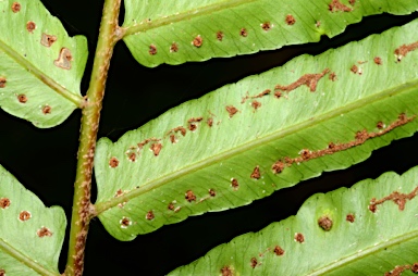 APII jpeg image of Nephrolepis biserrata  © contact APII