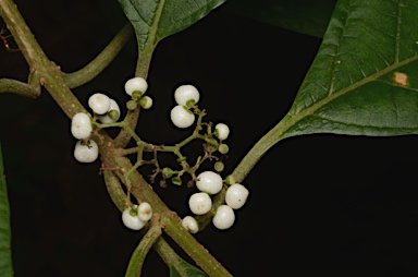 APII jpeg image of Callicarpa longifolia  © contact APII