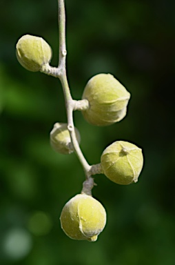 APII jpeg image of Dysoxylum gaudichaudianum  © contact APII