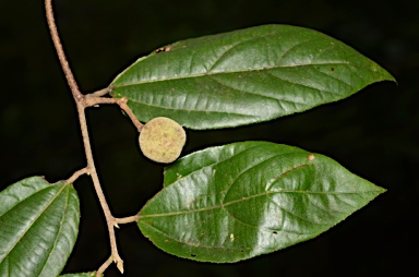 APII jpeg image of Grewia acuminata  © contact APII
