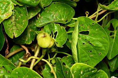 APII jpeg image of Ipomoea macrantha  © contact APII