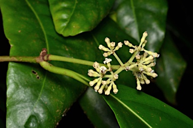 APII jpeg image of Pisonia umbellifera  © contact APII