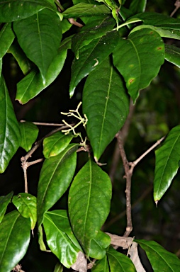 APII jpeg image of Pisonia umbellifera  © contact APII