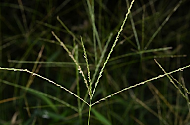 APII jpeg image of Digitaria setigera  © contact APII