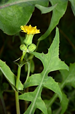 APII jpeg image of Sonchus oleraceus  © contact APII